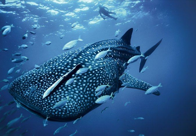 Descubre el mundo acuatico